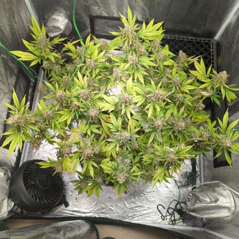 Critical Widow growlog timeline photo