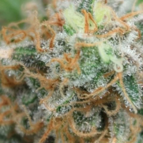 Critical Widow growlog timeline photo