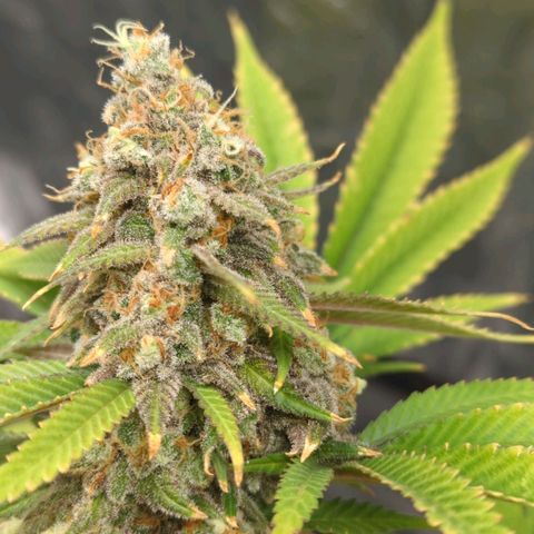 Critical Widow growlog timeline photo