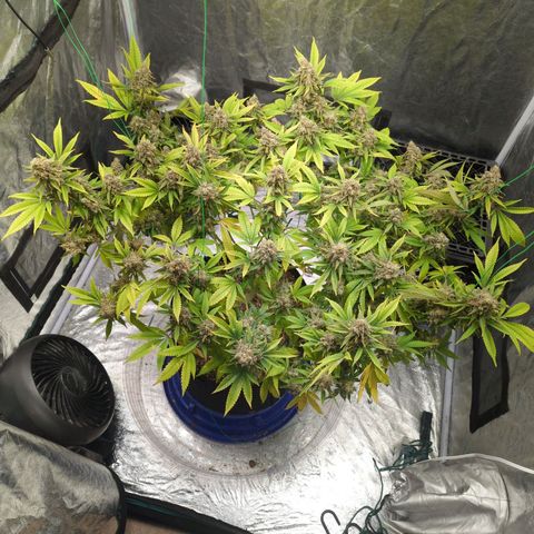 Critical Widow growlog timeline photo