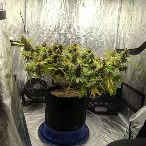 Critical Widow growlog timeline photo