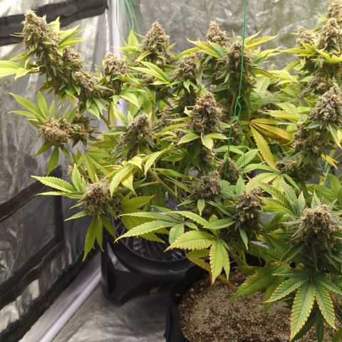 Critical Widow growlog timeline photo