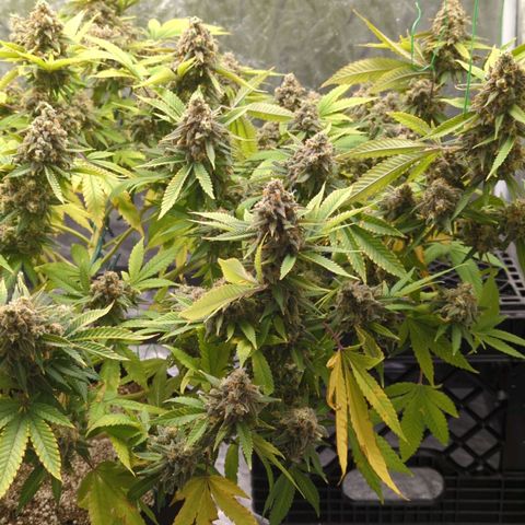 Critical Widow growlog timeline photo