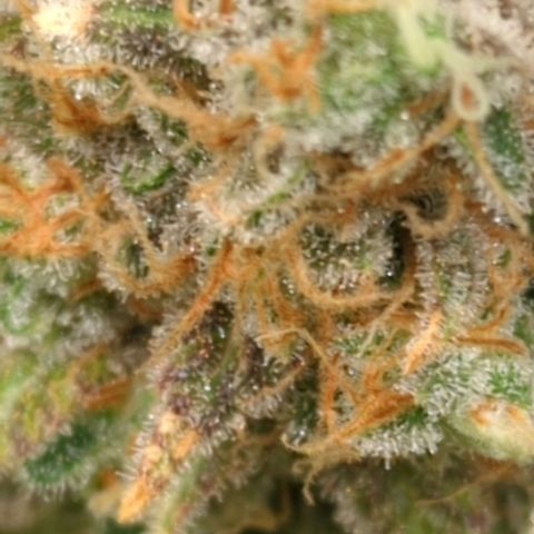 Critical Widow growlog timeline photo