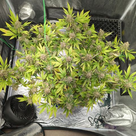 Critical Widow growlog timeline photo