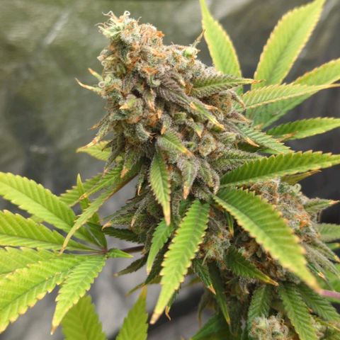 Critical Widow growlog timeline photo