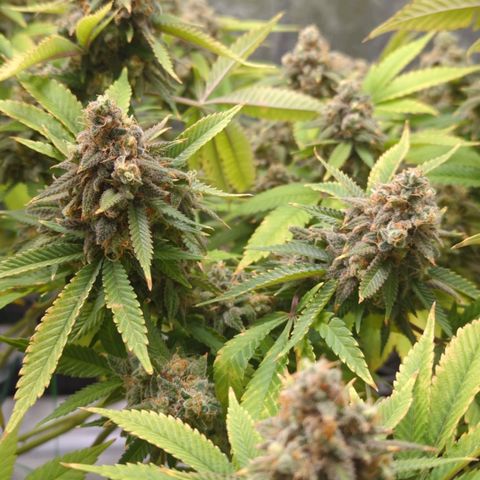 Critical Widow growlog timeline photo