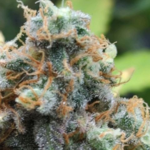 Critical Widow growlog timeline photo