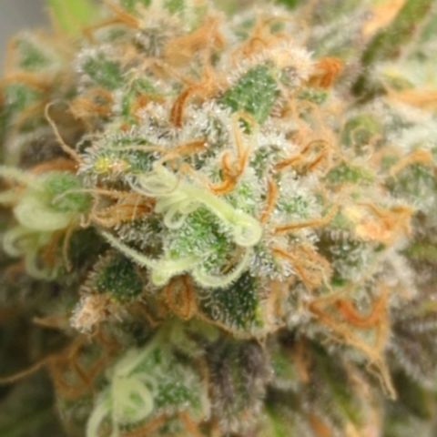 Critical Widow growlog timeline photo