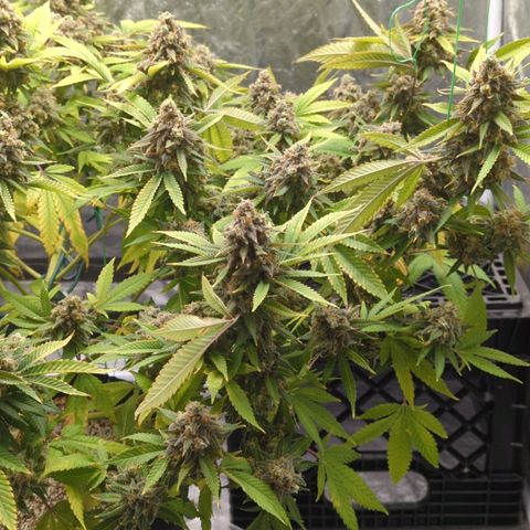 Critical Widow growlog timeline photo