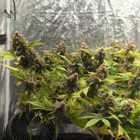 Critical Widow growlog timeline photo