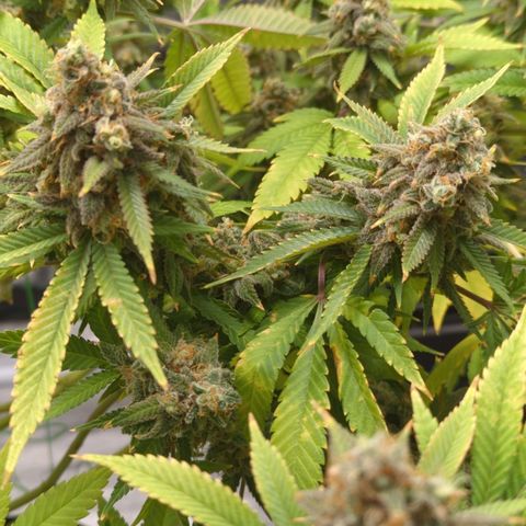 Critical Widow growlog timeline photo