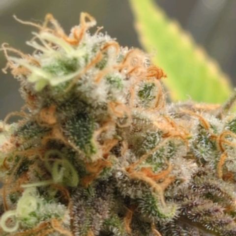 Critical Widow growlog timeline photo
