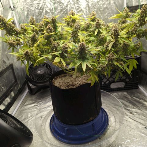 Critical Widow growlog timeline photo
