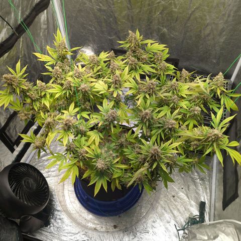 Critical Widow growlog timeline photo