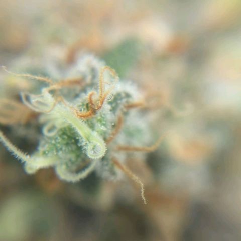 Critical Widow growlog timeline photo