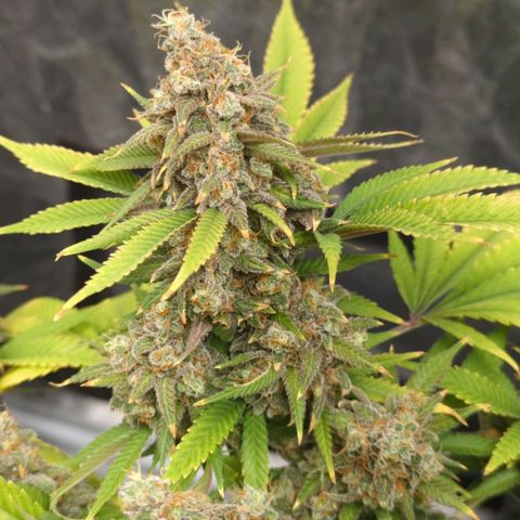 Critical Widow growlog timeline photo