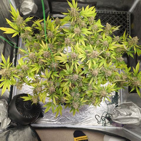 Critical Widow growlog timeline photo