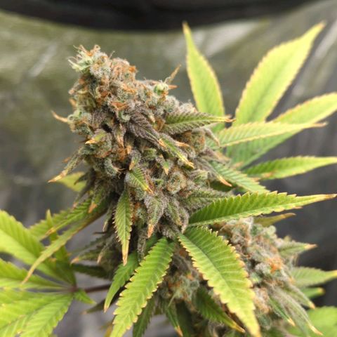 Critical Widow growlog timeline photo