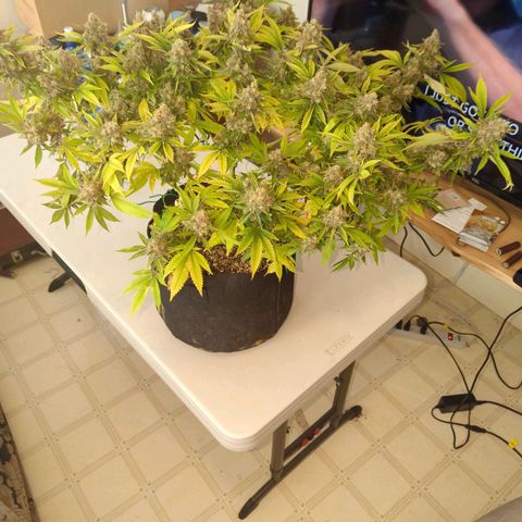 Critical Widow growlog timeline photo