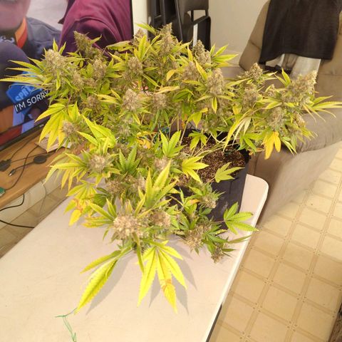 Critical Widow growlog timeline photo