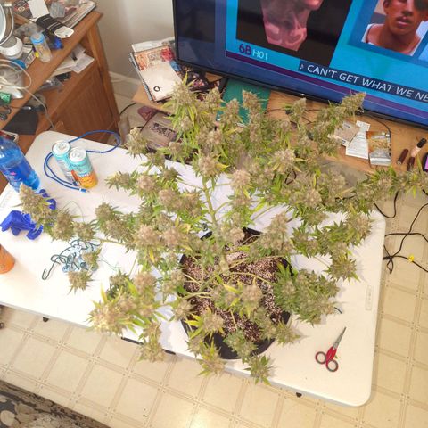 Critical Widow growlog timeline photo
