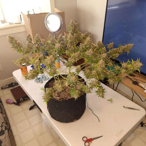 Critical Widow growlog timeline photo