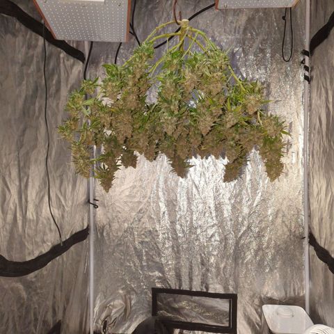 Critical Widow growlog timeline photo