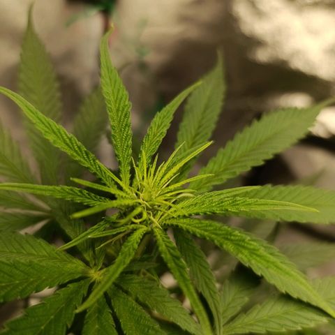 Michka Sensi Seed growlog timeline photo