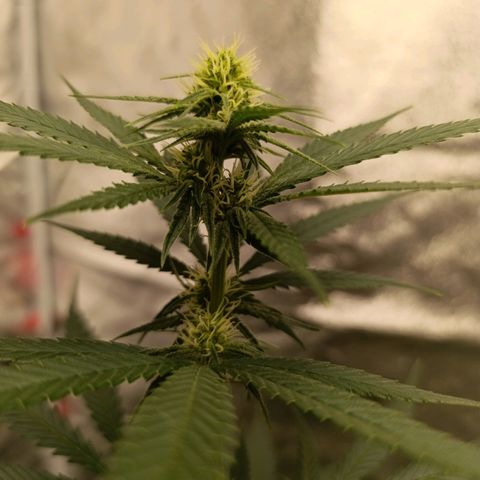 Michka Sensi Seed growlog timeline photo
