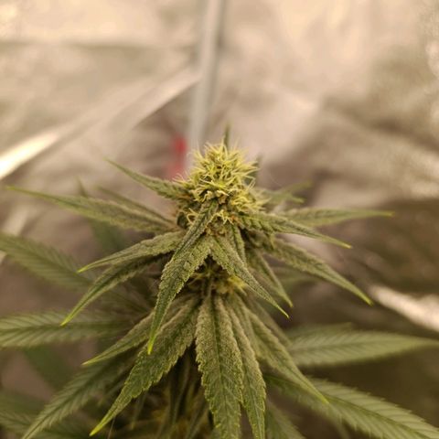 Michka Sensi Seed growlog timeline photo