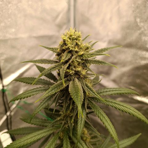 Michka Sensi Seed growlog timeline photo