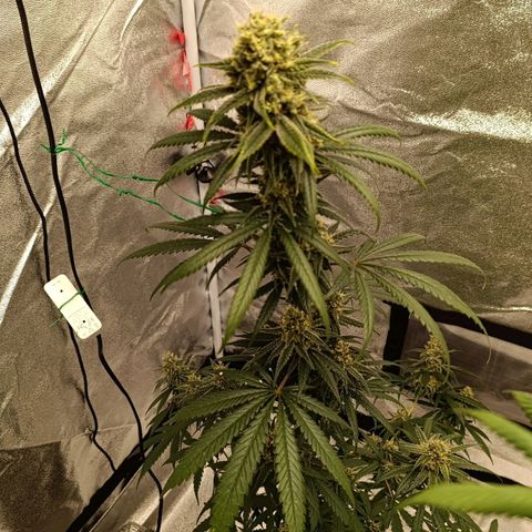 Michka Sensi Seed growlog timeline photo
