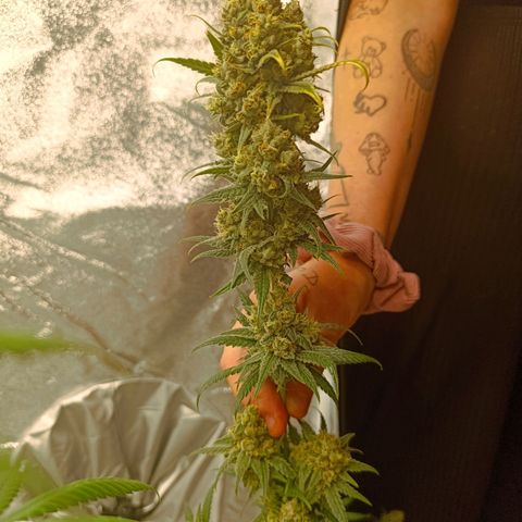 Michka Sensi Seed growlog timeline photo