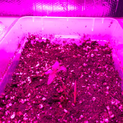 Royal Dwarf  growlog photo