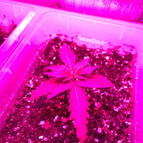 Royal Dwarf  growlog photo