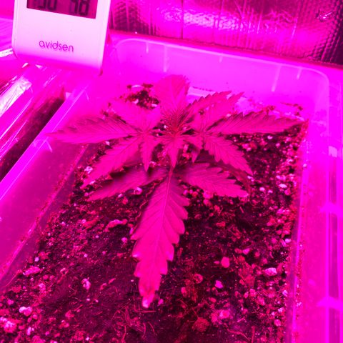 Royal Dwarf  growlog photo