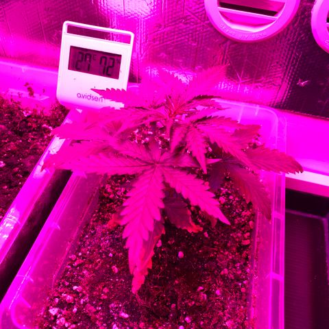 Royal Dwarf  growlog photo