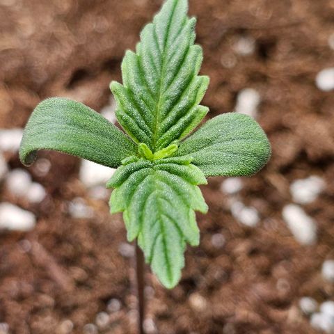 Big Bud growlog timeline photo