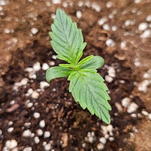 Big Bud growlog timeline photo
