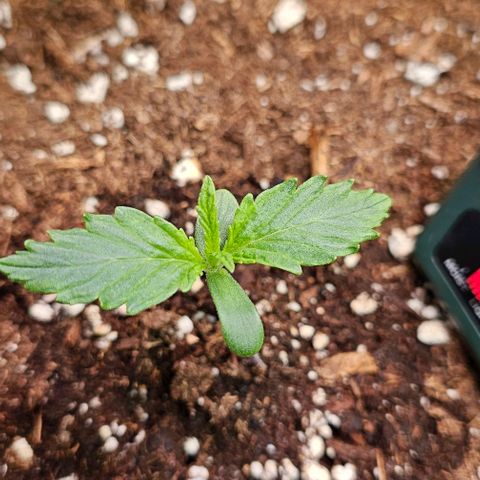 Northern Lights growlog timeline photo