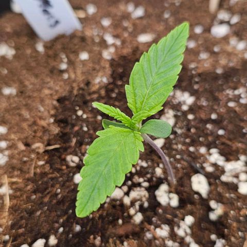 Auto Critical Mass growlog timeline photo