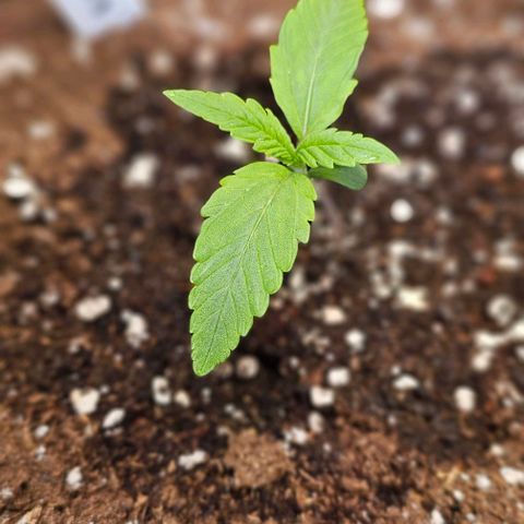 Auto Critical Mass growlog timeline photo