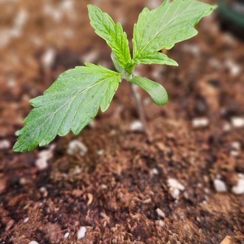 Northern Lights growlog timeline photo