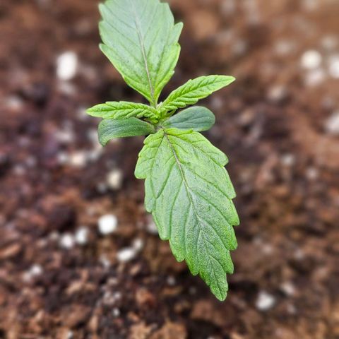 Big Bud growlog timeline photo