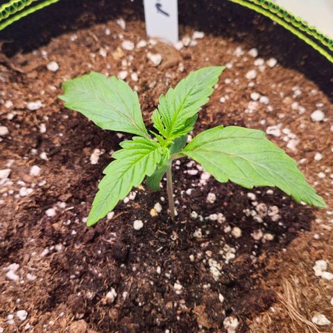 Big Bud growlog timeline photo