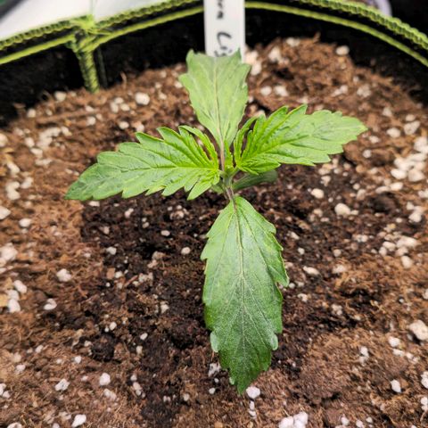 Northern Lights growlog timeline photo