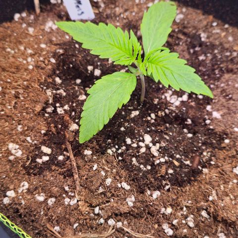 Auto Critical Mass growlog timeline photo