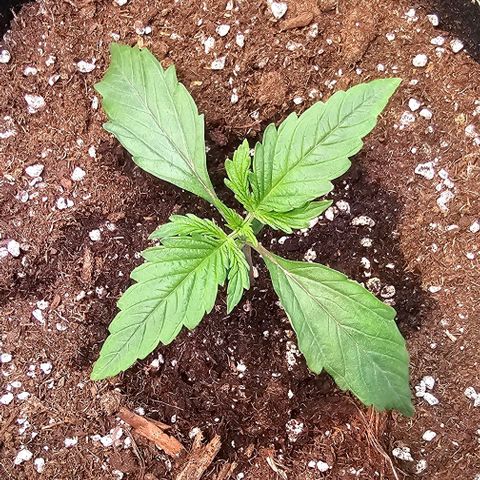 Big Bud growlog timeline photo