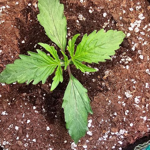 Northern Lights growlog timeline photo